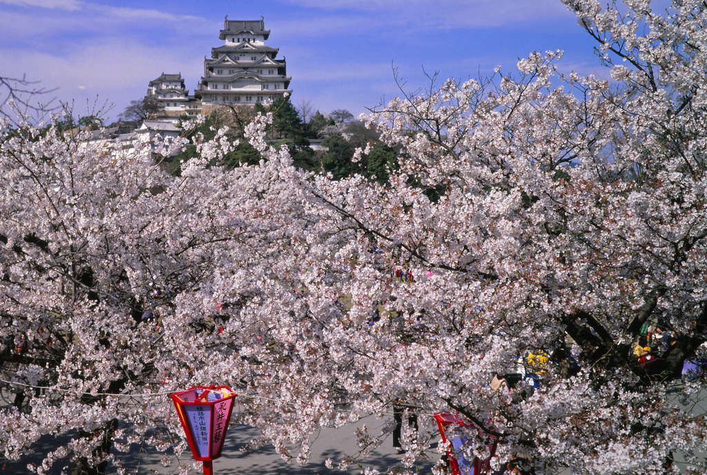 姫路城の桜