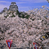 姫路城の桜