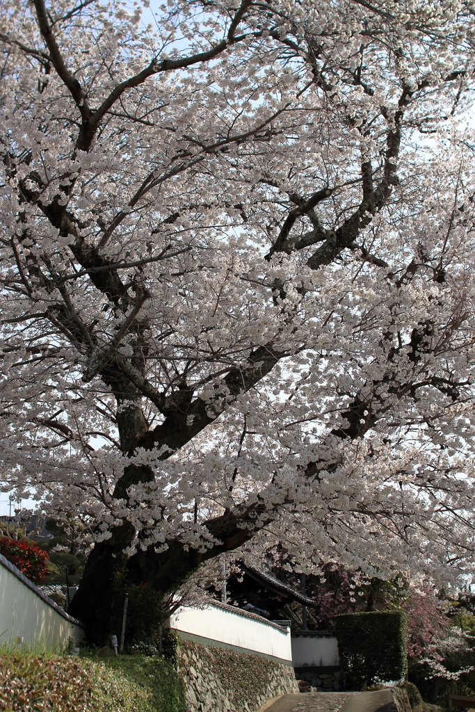 吉祥寺の桜