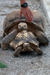 仮開園中五月山動物園