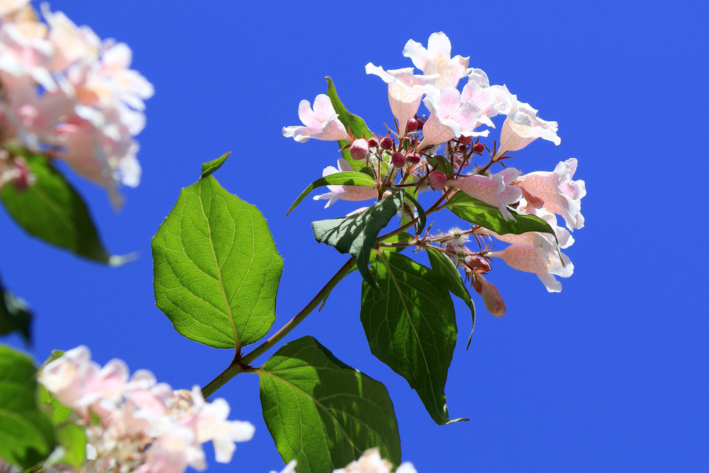 青空と春の花