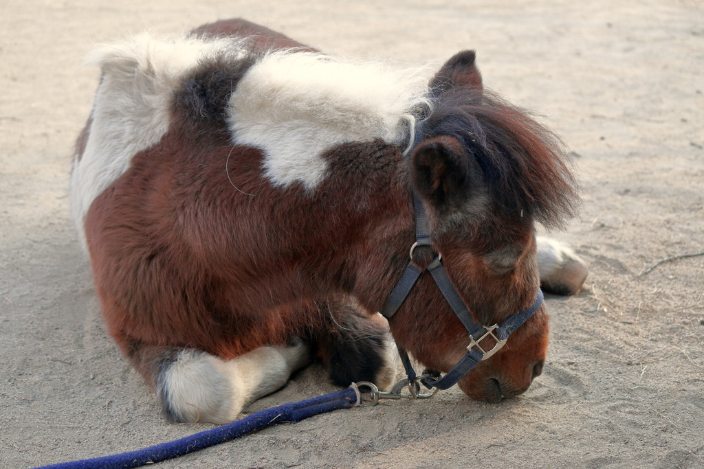 シェトランドポニーのテキサスくん