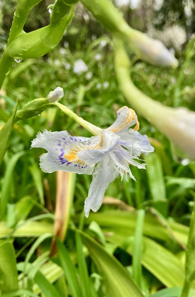 冷たい雨に打たれて