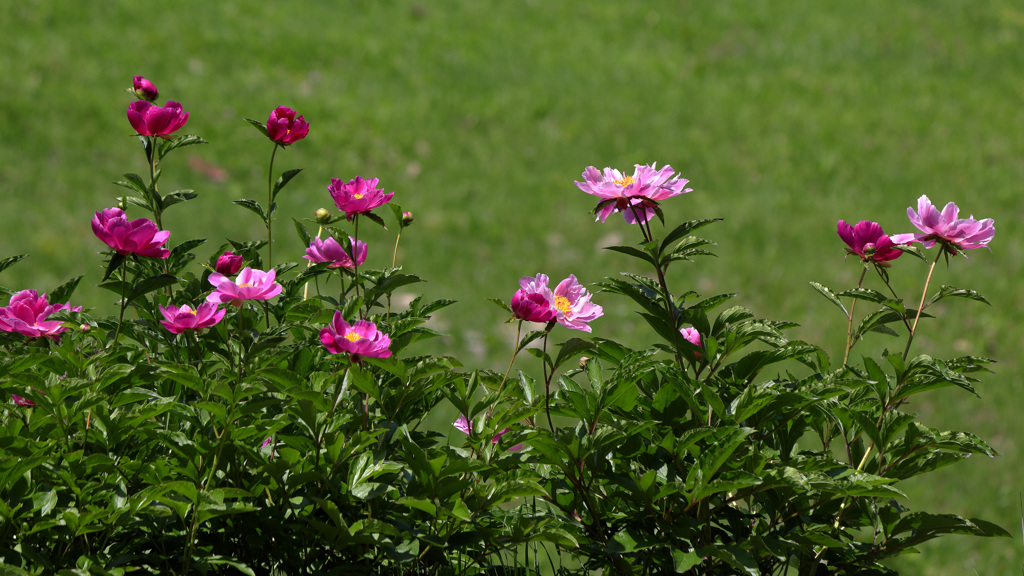 空地の芍薬
