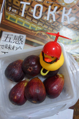今が旬の真っ盛り無花果