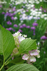 紫陽花と花菖蒲