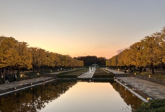 国営昭和記念公園の銀杏と噴水