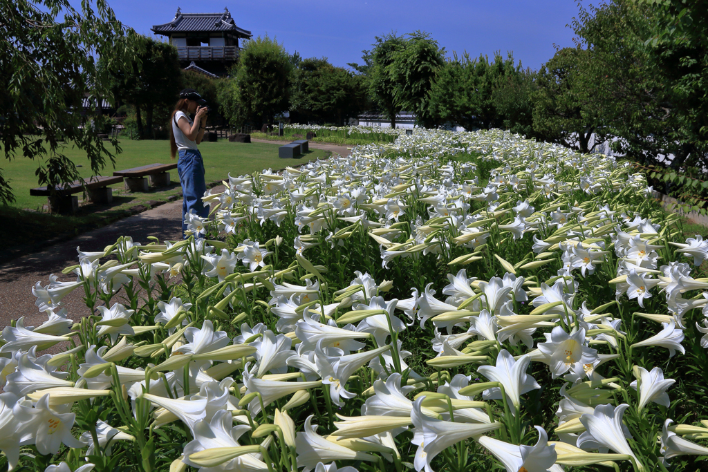 池田城跡公園の百合