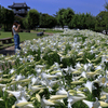 池田城跡公園の百合