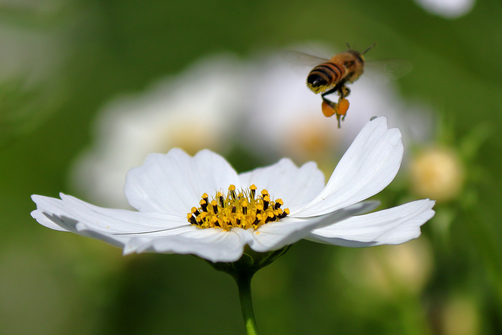 次の花を目指していきます行きます