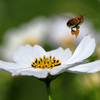 次の花を目指していきます行きます