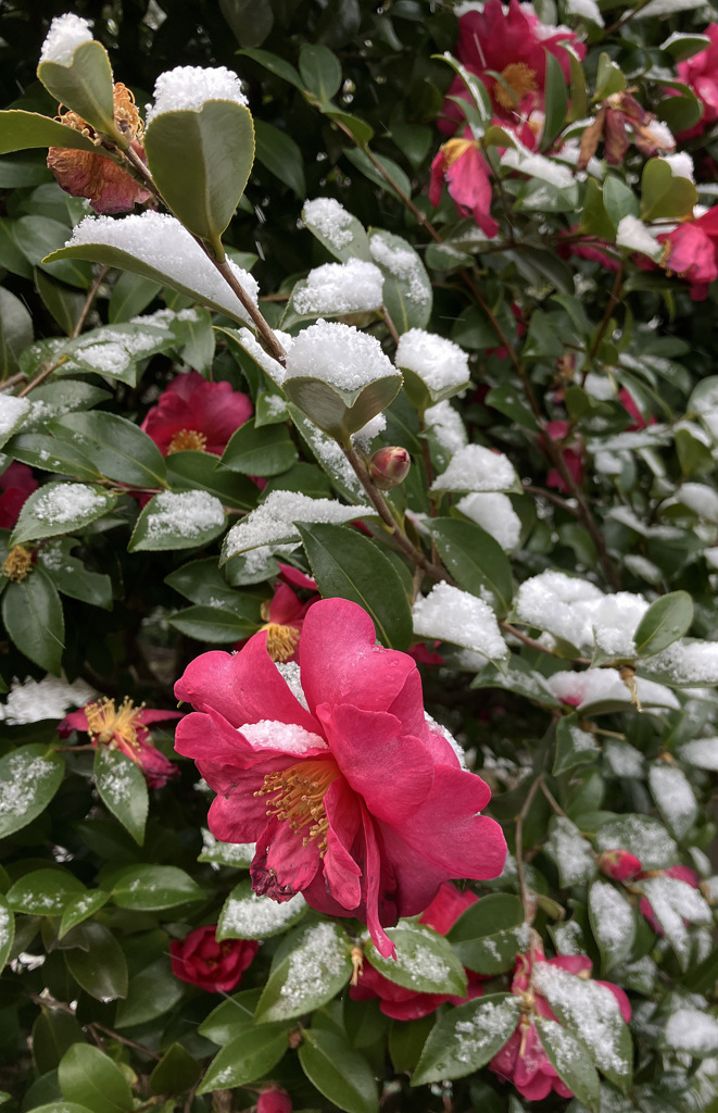 今朝の積雪「山茶花」