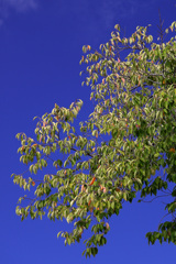 桜葉もそろそろ化粧のはじまり
