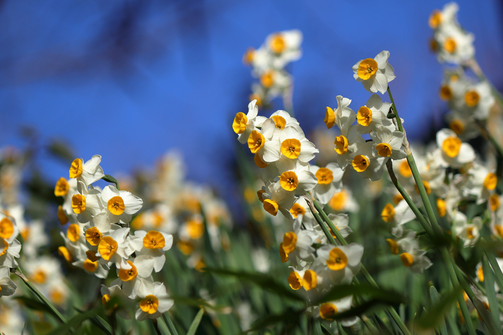 満開の水仙
