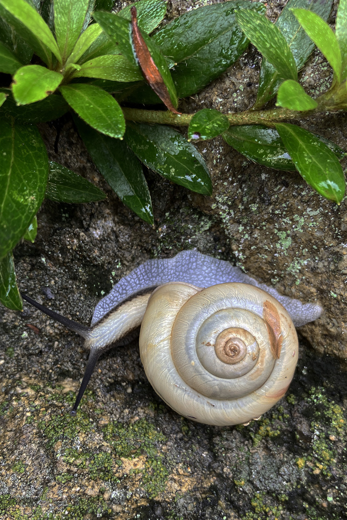 でんでん無視