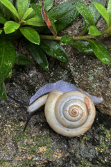 でんでん無視