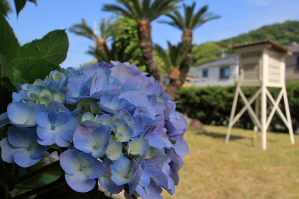 紫陽花と百葉箱