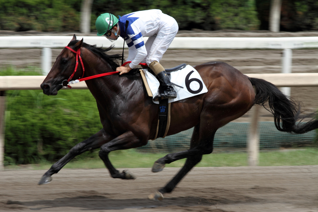 丙午（ひのえ馬）