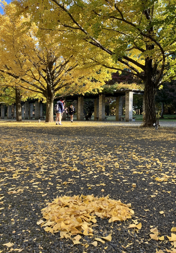 昭和記念公園の銀杏並木