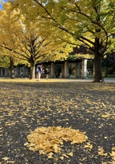 昭和記念公園の銀杏並木