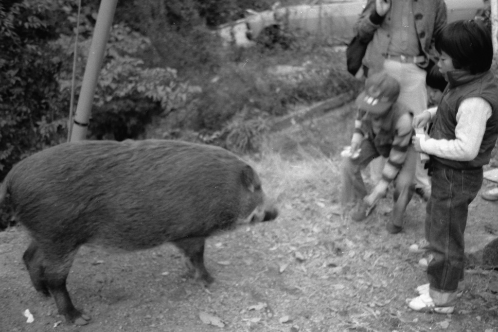 以前の芦屋ロックガーデン