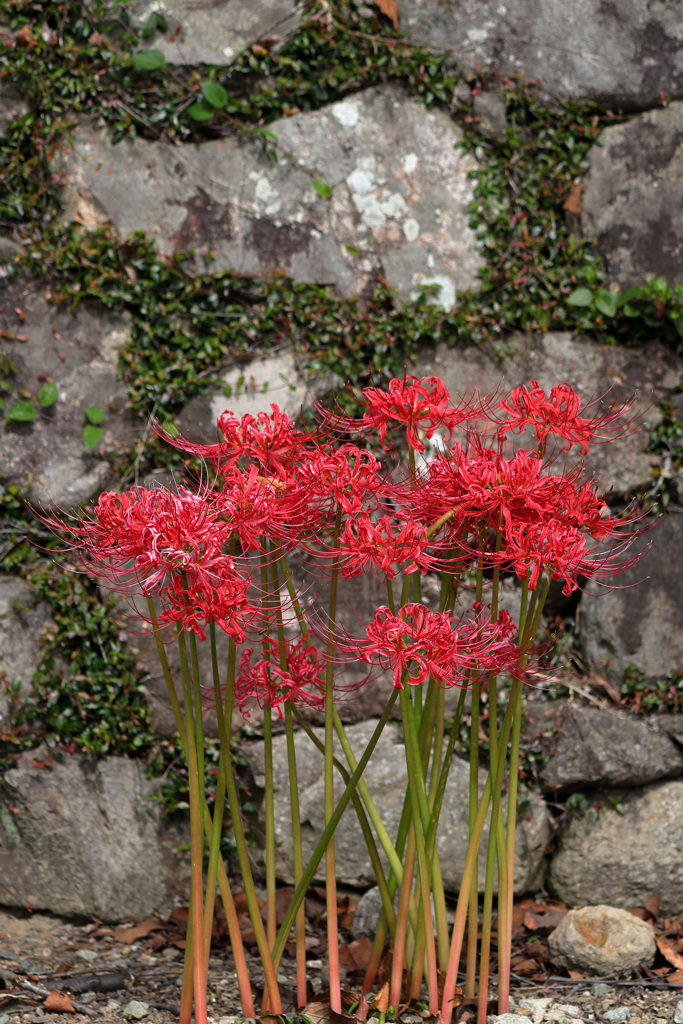 終盤曼殊沙華