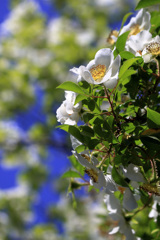 青空と花水木と手前の花・・・