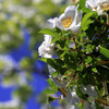 青空と花水木と手前の花・・・