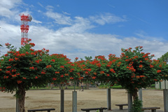 ノウゼンカズラ咲く公園