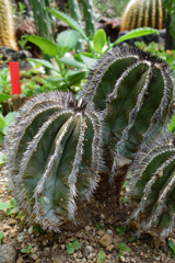 温室の植物