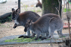 仮開園中五月山動物園
