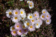 再びの秋咲き小菊