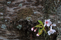 幹咲桜