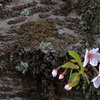 幹(胴)咲桜