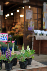 店頭も春の雰囲気