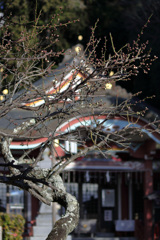 白梅はまだまだ