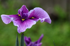 花菖蒲