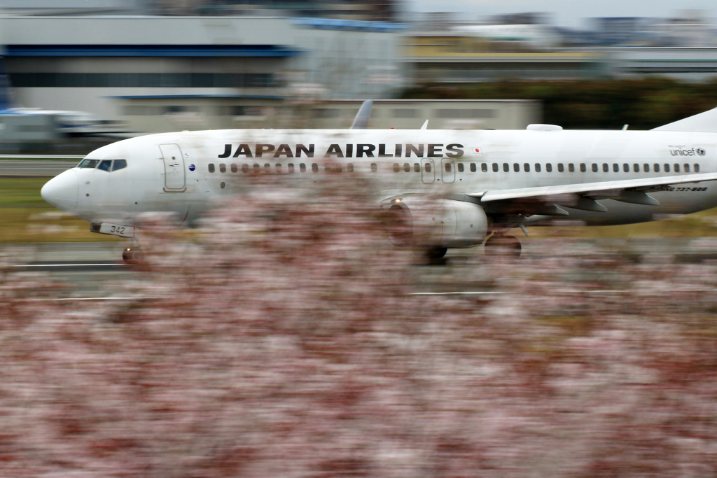桜流し