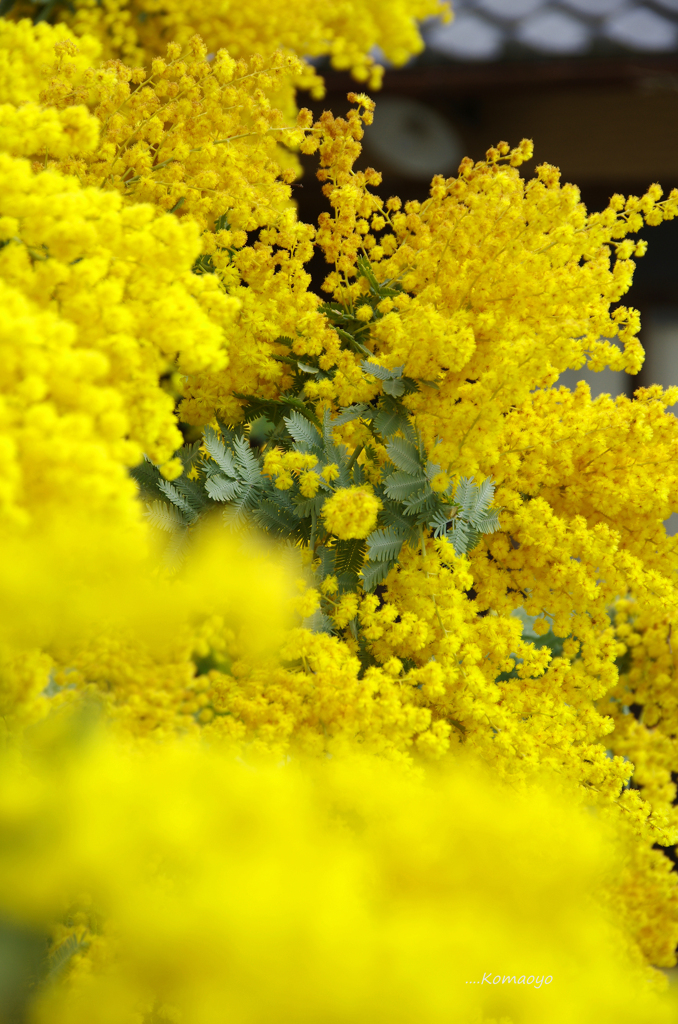 春告げ花「ミモザ」