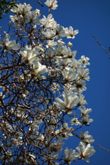 辛夷（こぶし）咲く