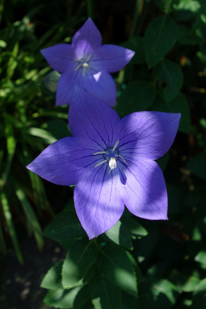 むっ蒸しし、ムッ蒸しし、蒸し暑い