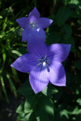むっ蒸しし、ムッ蒸しし、蒸し暑い