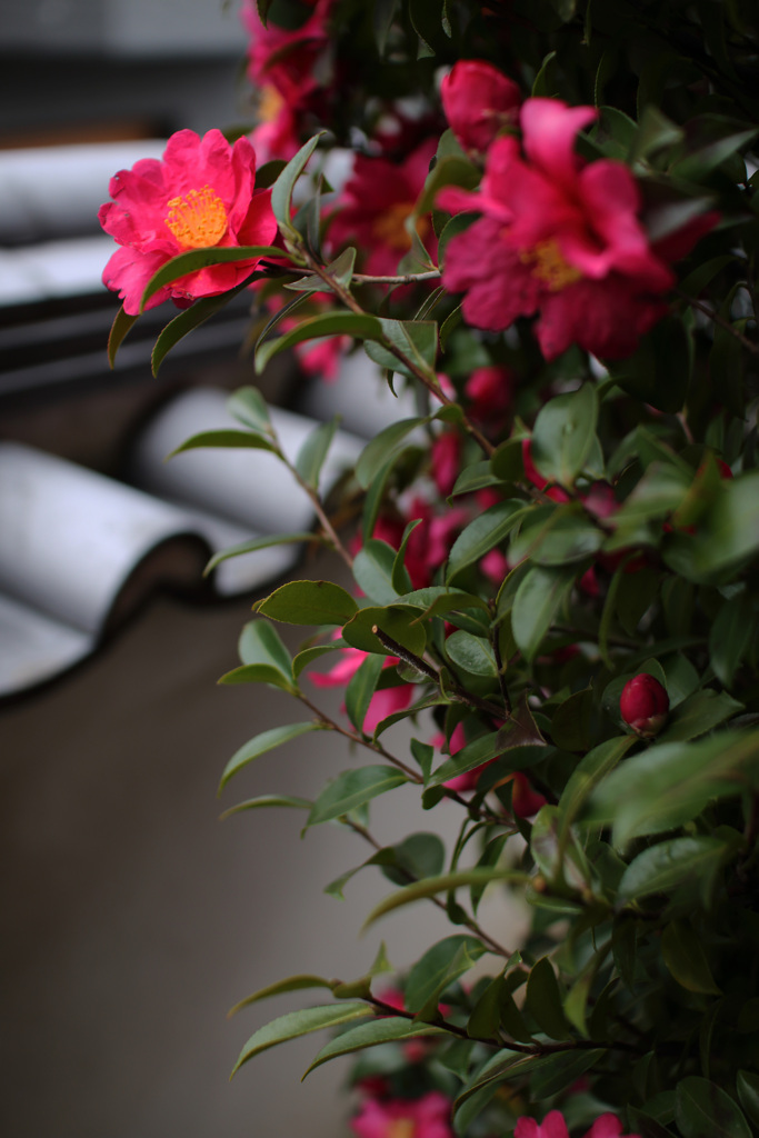 山茶花の花