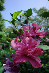酔芙蓉