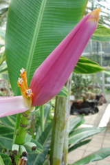 温室の植物