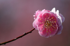 今が盛りと咲く紅梅