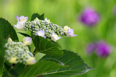 花菖蒲と紫陽花