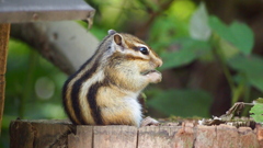リス園