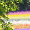 Colorful