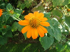 DSCF0659